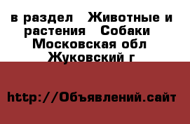  в раздел : Животные и растения » Собаки . Московская обл.,Жуковский г.